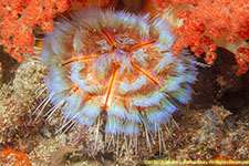 sea urchin